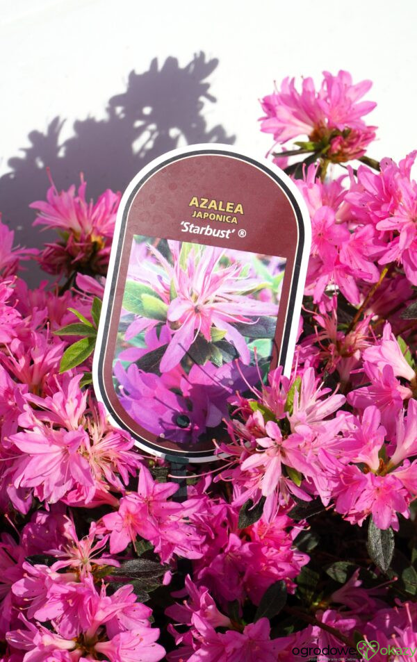 AZALIA JAPOŃSKA STARBURST PBR Azalea japonica