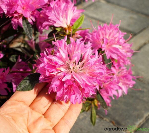 AZALIA JAPOŃSKA STARBURST PBR Azalea japonica