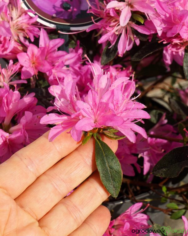 AZALIA JAPOŃSKA STARBURST PBR Azalea japonica