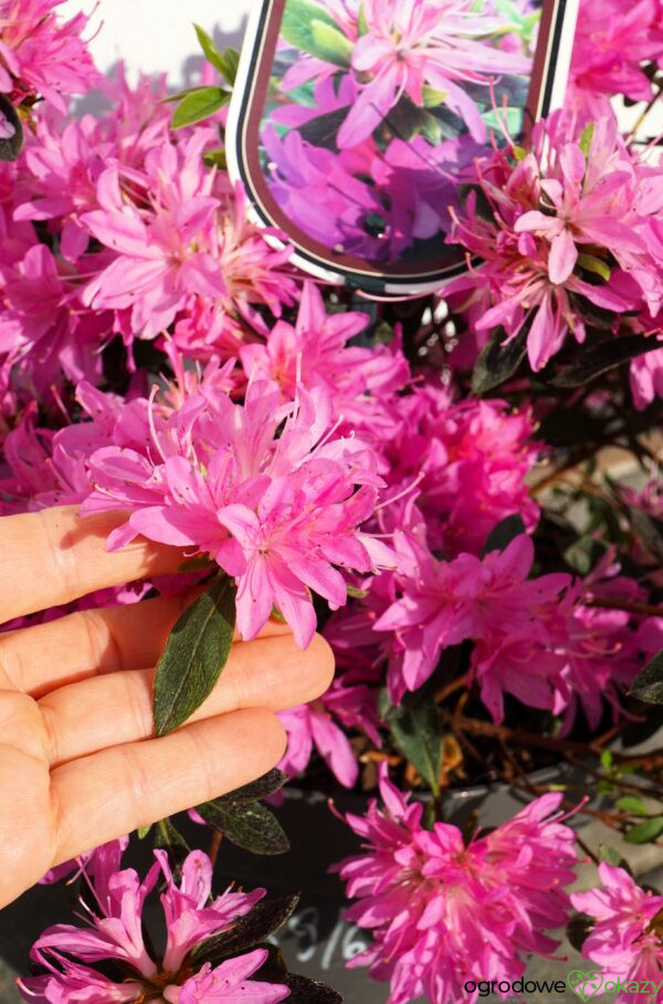 AZALIA JAPOŃSKA STARBURST PBR Azalea japonica