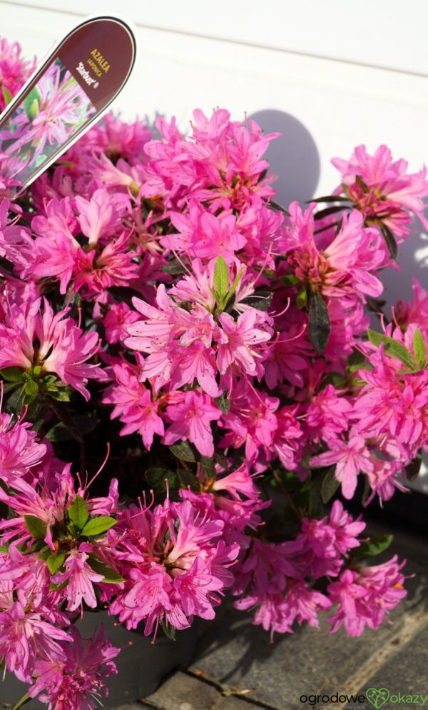 AZALIA JAPOŃSKA STARBURST PBR Azalea japonica