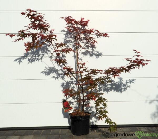 KLON PALMOWY BENI-MAIKO Acer palmatum