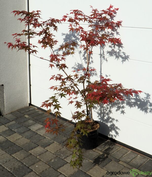 KLON PALMOWY BENI-MAIKO Acer palmatum