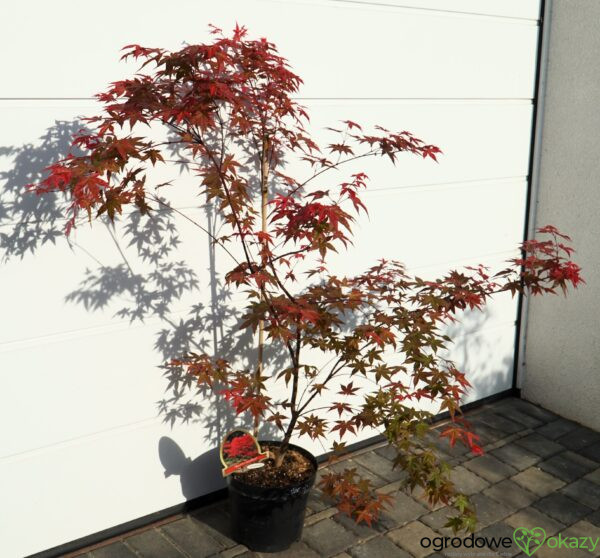 KLON PALMOWY BENI-MAIKO Acer palmatum