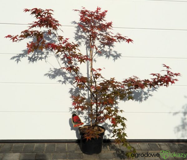 KLON PALMOWY BENI-MAIKO Acer palmatum