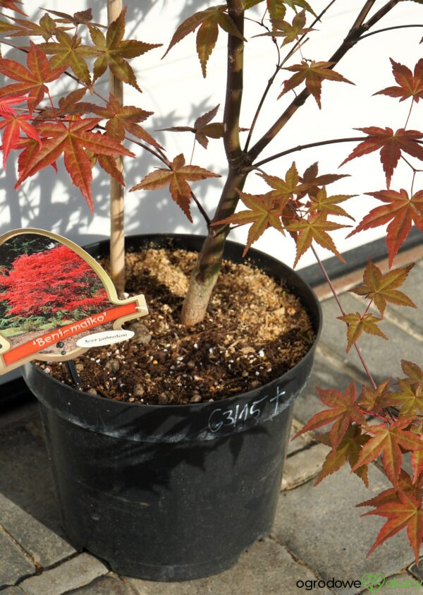 KLON PALMOWY BENI-MAIKO Acer palmatum