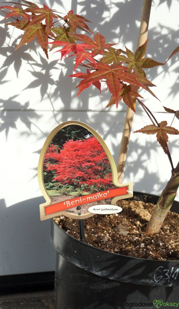 KLON PALMOWY BENI-MAIKO Acer palmatum