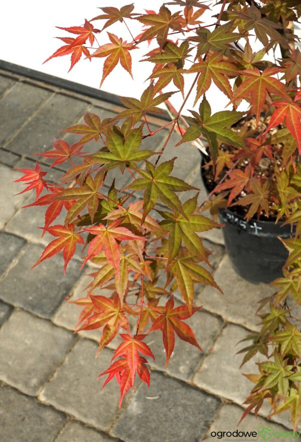 KLON PALMOWY BENI-MAIKO Acer palmatum