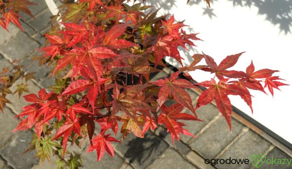 KLON PALMOWY BENI-MAIKO Acer palmatum