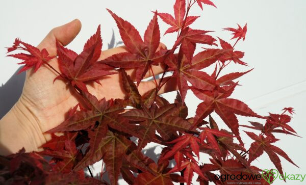 KLON PALMOWY BENI-MAIKO Acer palmatum