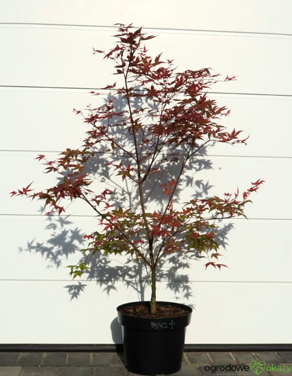 KLON PALMOWY BENI-MAIKO Acer palmatum