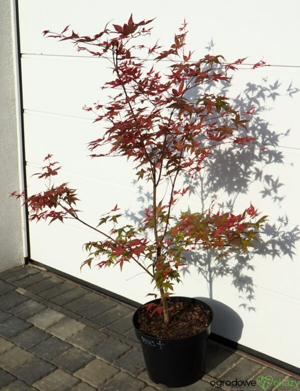 KLON PALMOWY BENI-MAIKO Acer palmatum