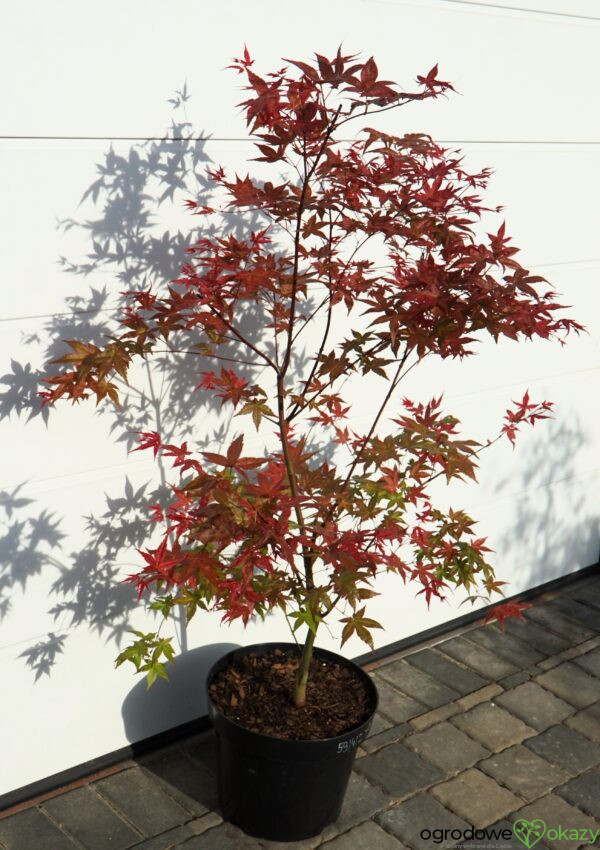 KLON PALMOWY BENI-MAIKO Acer palmatum