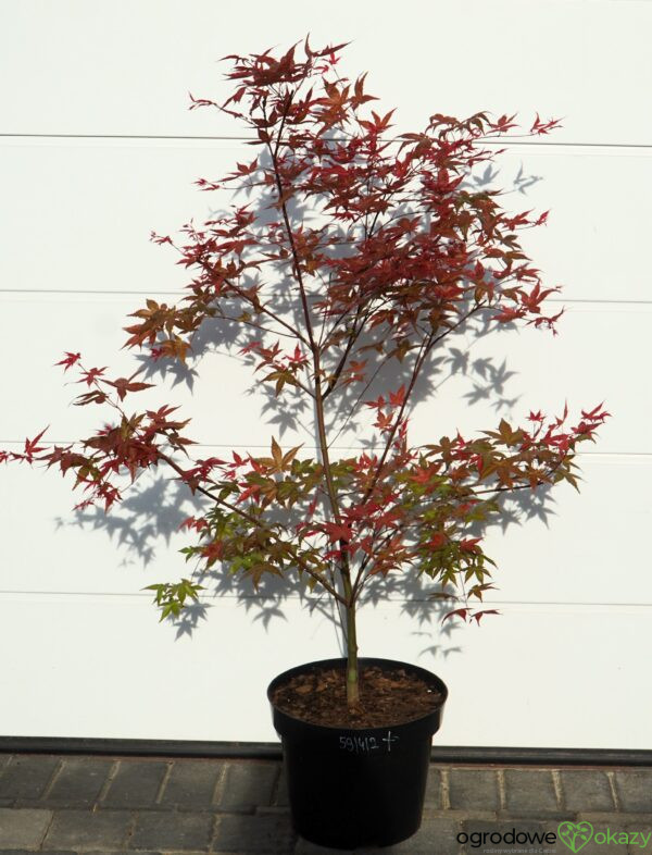 KLON PALMOWY BENI-MAIKO Acer palmatum