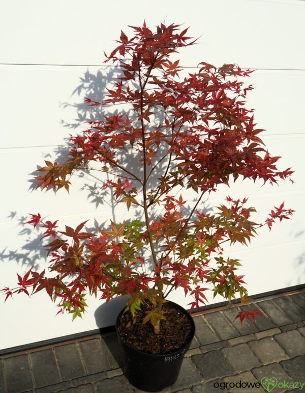 KLON PALMOWY BENI-MAIKO Acer palmatum