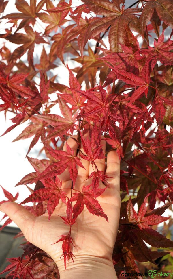 KLON PALMOWY BENI-MAIKO Acer palmatum