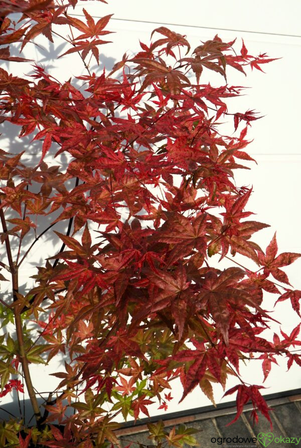 KLON PALMOWY BENI-MAIKO Acer palmatum