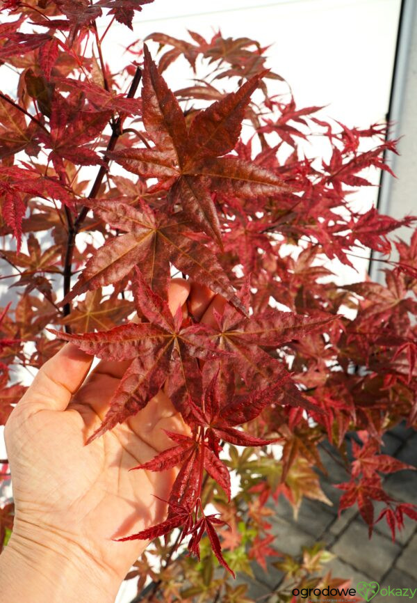 KLON PALMOWY BENI-MAIKO Acer palmatum