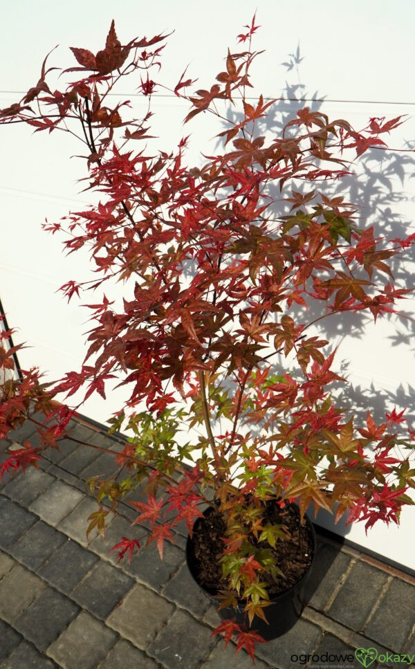 KLON PALMOWY BENI-MAIKO Acer palmatum