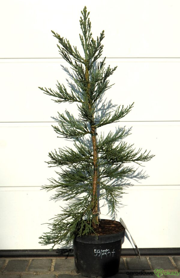 MAMUTOWIEC OLBRZYMI GLAUCUM Sequoiadendron giganteum