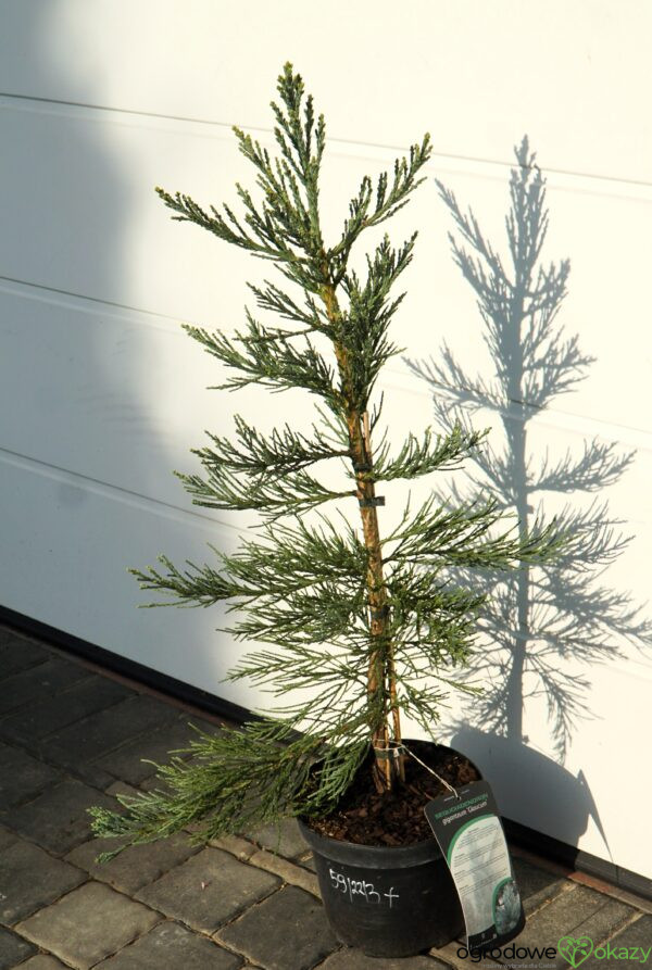 MAMUTOWIEC OLBRZYMI GLAUCUM Sequoiadendron giganteum