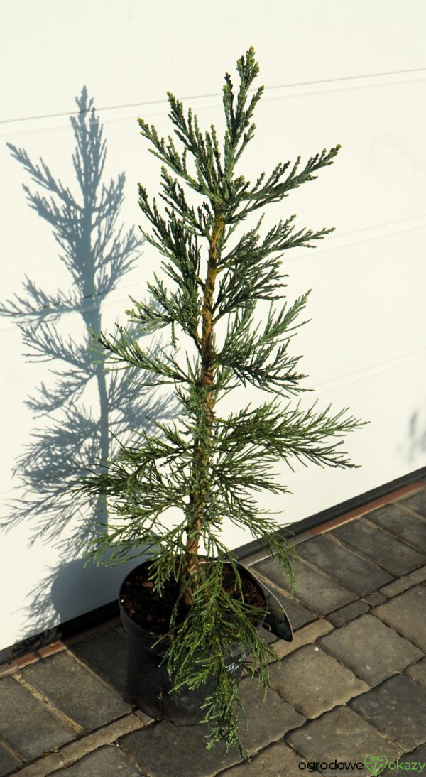 MAMUTOWIEC OLBRZYMI GLAUCUM Sequoiadendron giganteum