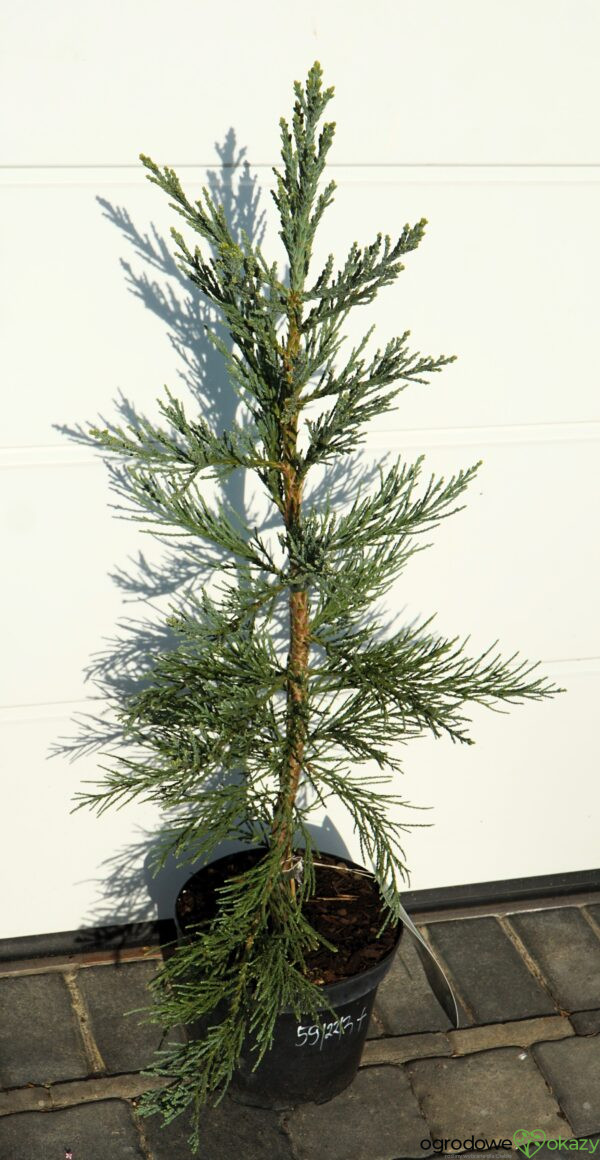 MAMUTOWIEC OLBRZYMI GLAUCUM Sequoiadendron giganteum