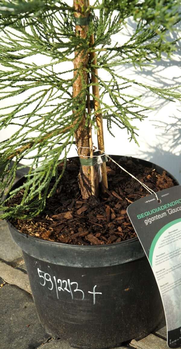 MAMUTOWIEC OLBRZYMI GLAUCUM Sequoiadendron giganteum