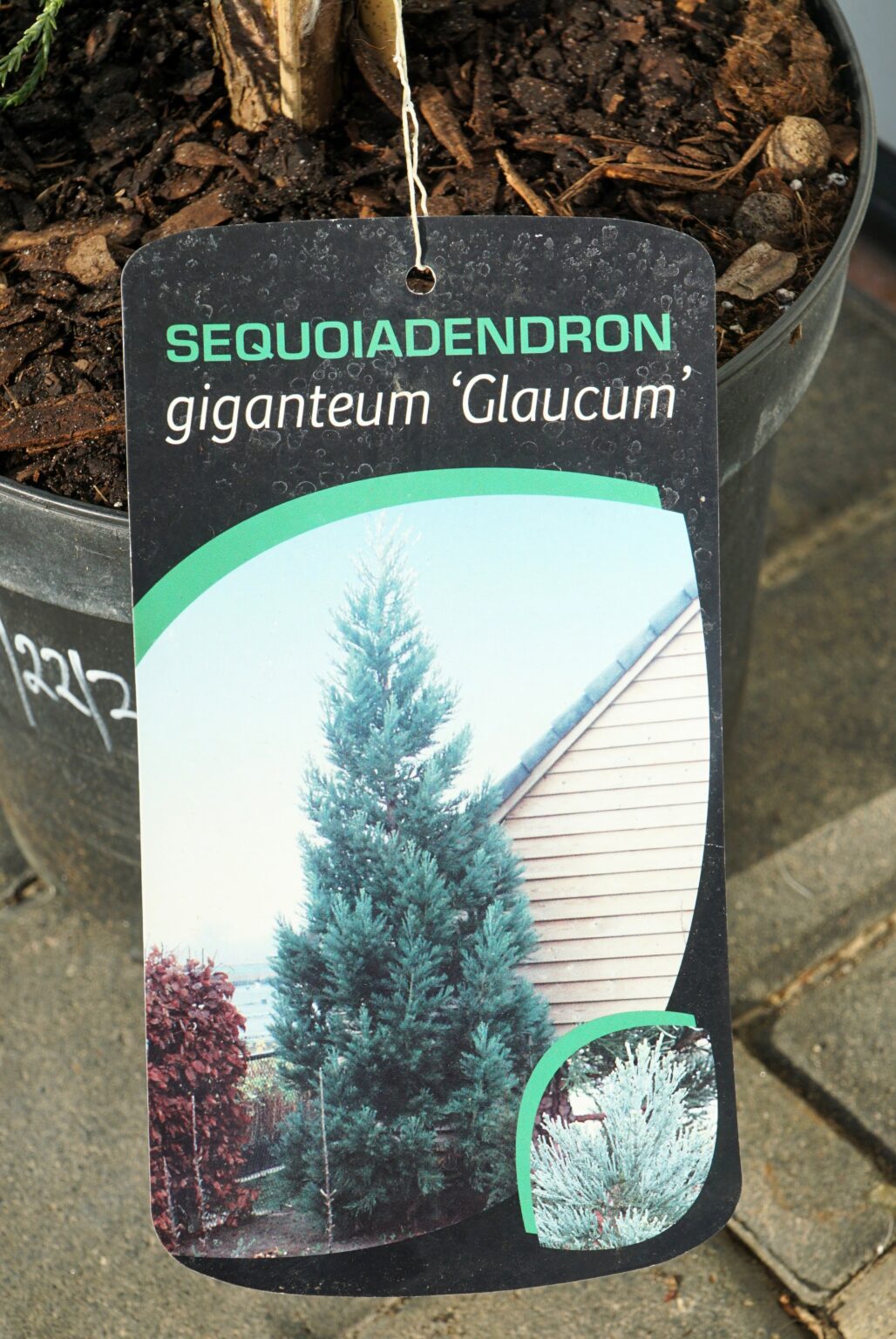 MAMUTOWIEC OLBRZYMI GLAUCUM Sequoiadendron giganteum
