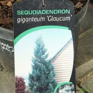 MAMUTOWIEC OLBRZYMI GLAUCUM Sequoiadendron giganteum