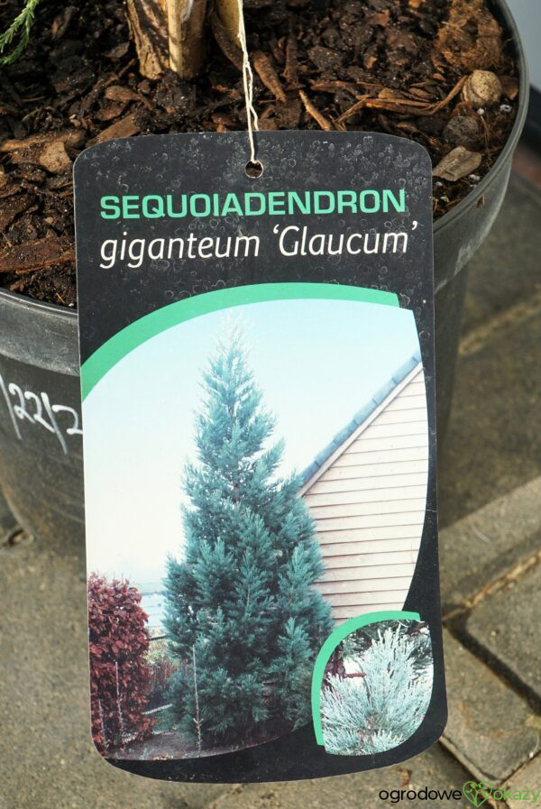 MAMUTOWIEC OLBRZYMI GLAUCUM Sequoiadendron giganteum