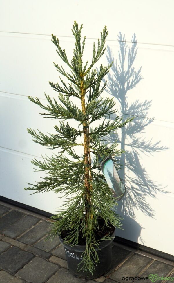 MAMUTOWIEC OLBRZYMI GLAUCUM Sequoiadendron giganteum