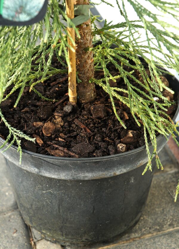 MAMUTOWIEC OLBRZYMI GLAUCUM Sequoiadendron giganteum