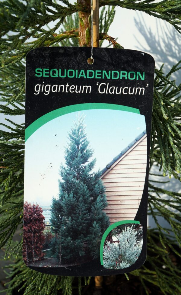 MAMUTOWIEC OLBRZYMI GLAUCUM Sequoiadendron giganteum