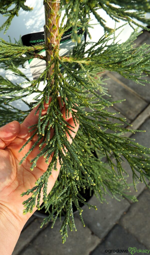 MAMUTOWIEC OLBRZYMI GLAUCUM Sequoiadendron giganteum