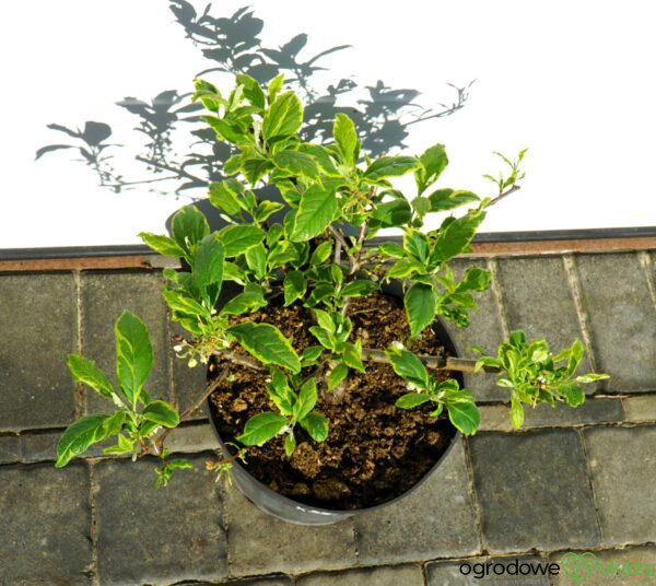 OŚNIEŻA KAROLIŃSKA VARIEGATA Halesia carolina