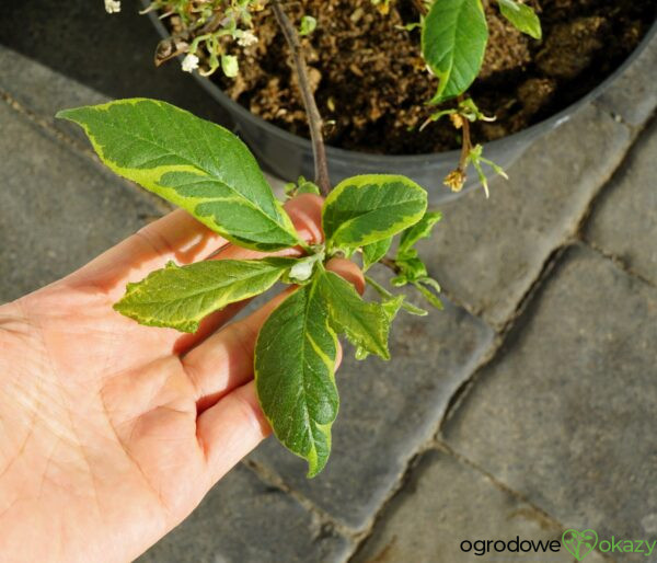 OŚNIEŻA KAROLIŃSKA VARIEGATA Halesia carolina