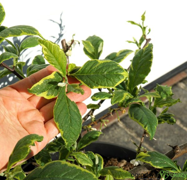 OŚNIEŻA KAROLIŃSKA VARIEGATA Halesia carolina