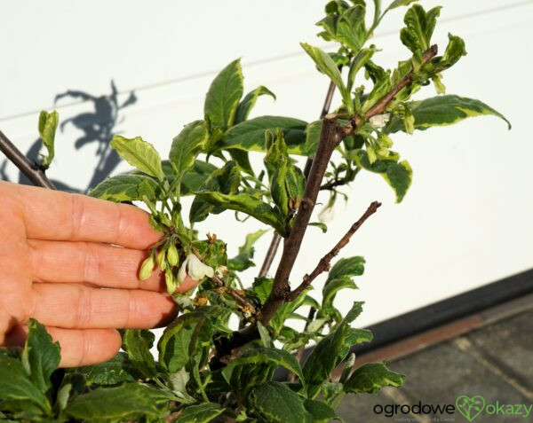 OŚNIEŻA KAROLIŃSKA VARIEGATA Halesia carolina