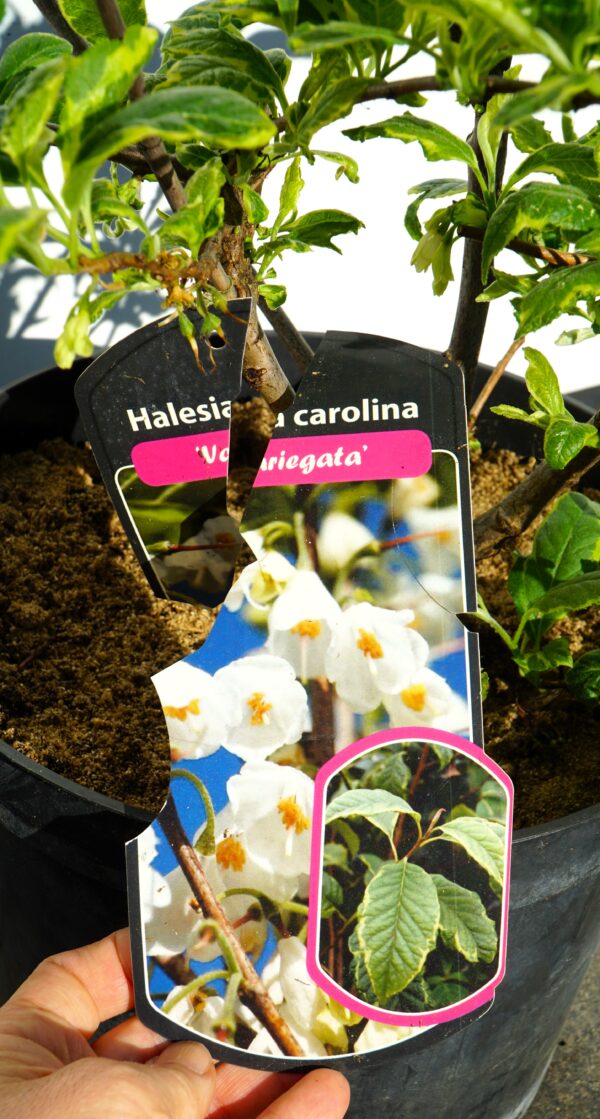 OŚNIEŻA KAROLIŃSKA VARIEGATA Halesia carolina