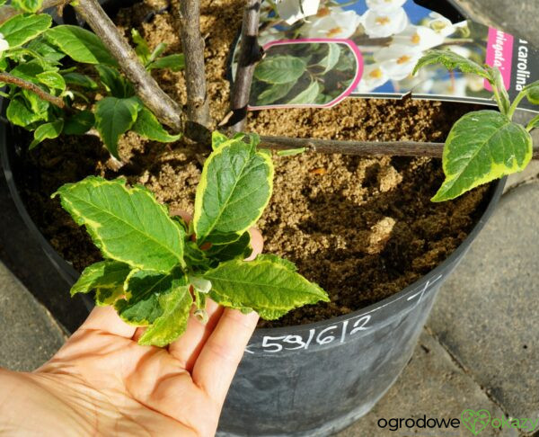 OŚNIEŻA KAROLIŃSKA VARIEGATA Halesia carolina