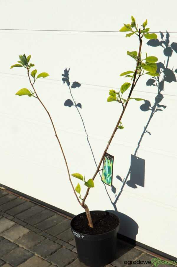 MAGNOLIA DRZEWIASTA BLUE OPAL Magnolia acuminata