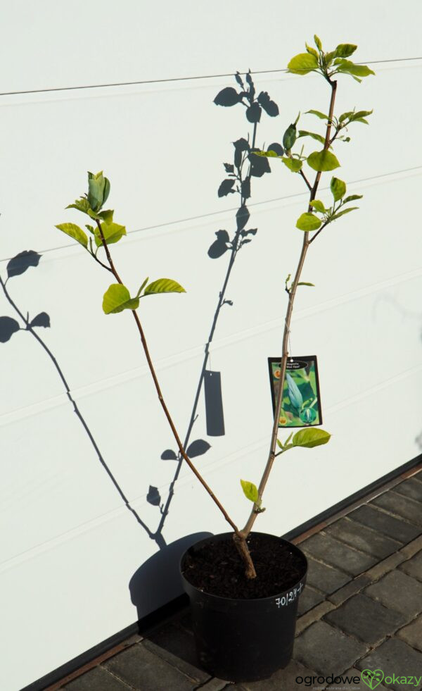 MAGNOLIA DRZEWIASTA BLUE OPAL Magnolia acuminata