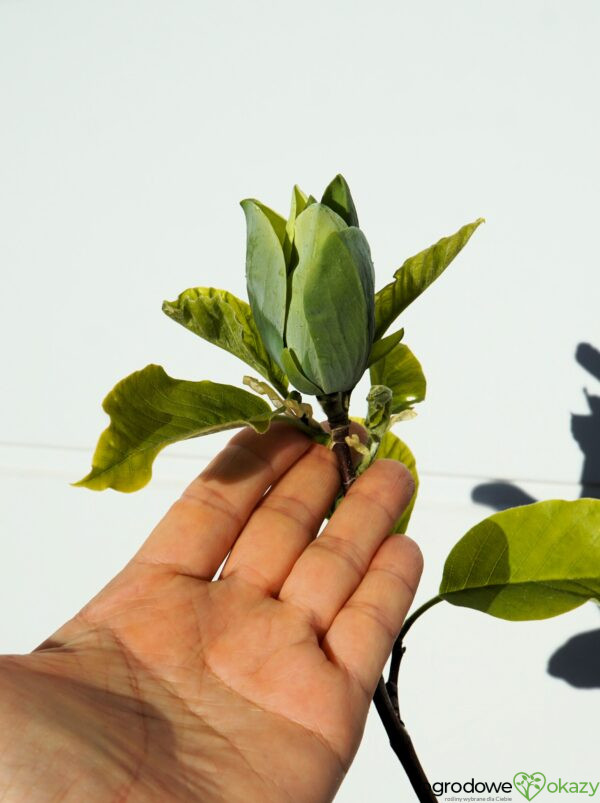 MAGNOLIA DRZEWIASTA BLUE OPAL Magnolia acuminata