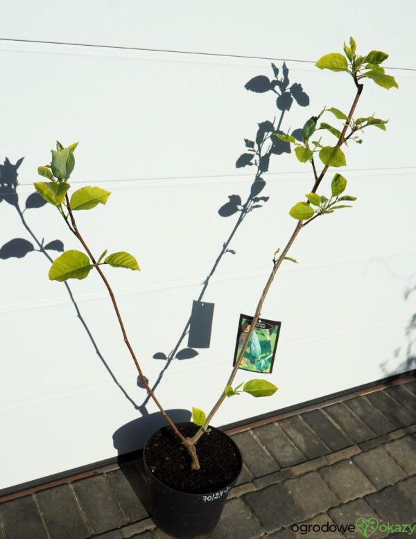 MAGNOLIA DRZEWIASTA BLUE OPAL Magnolia acuminata