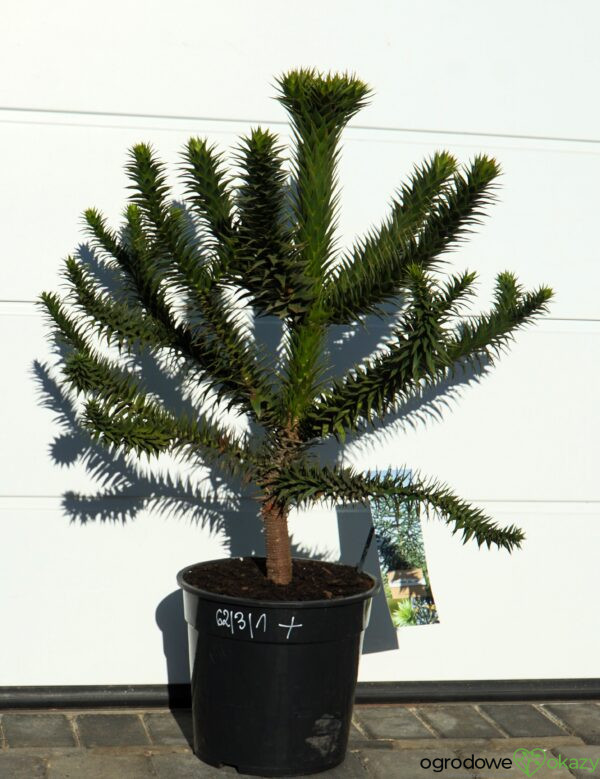 ARAUKARIA CHILIJSKA Araucaria araucana