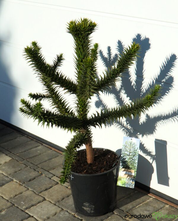 ARAUKARIA CHILIJSKA Araucaria araucana