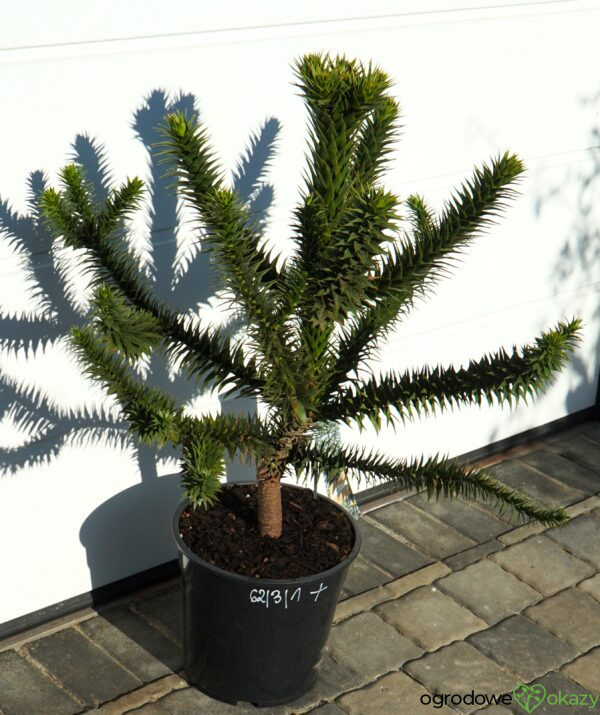 ARAUKARIA CHILIJSKA Araucaria araucana