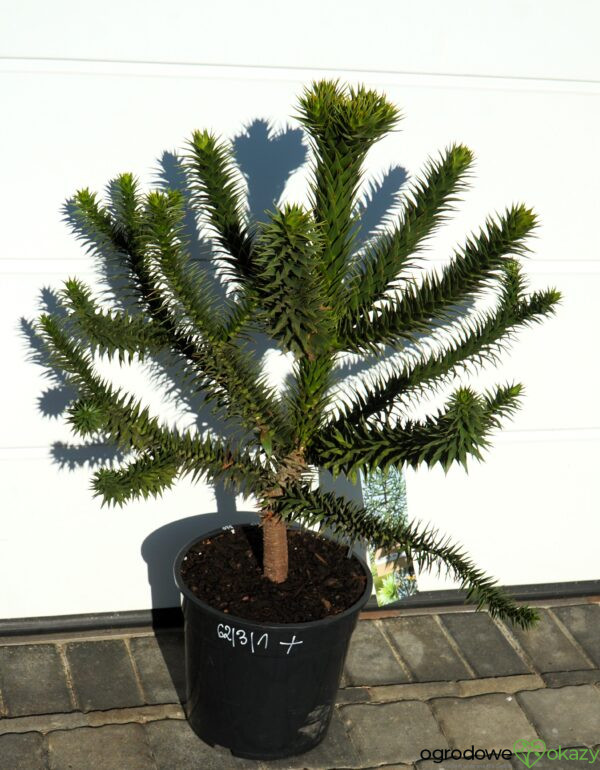 ARAUKARIA CHILIJSKA Araucaria araucana