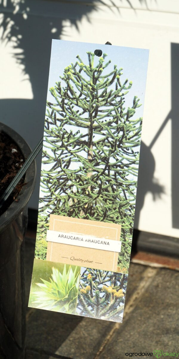 ARAUKARIA CHILIJSKA Araucaria araucana